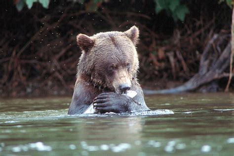 The Long Journey To Restore Grizzly Bears To The North Cascades An