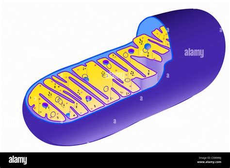 Illustration of mitochondrion structure Stock Photo: 50970378 - Alamy