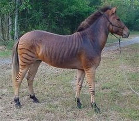Design In Animalia: Equidae - Objective Christian Worldview