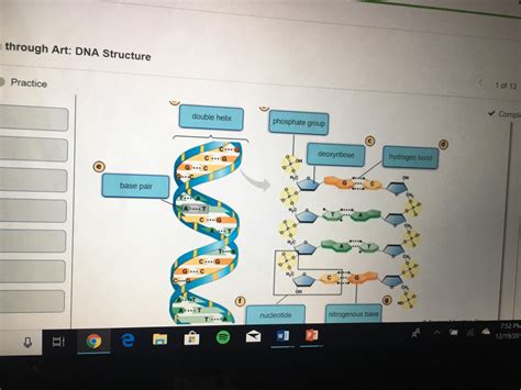 Solved Label The Following Parts Of A Dna Place