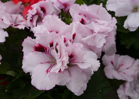 Hvit Engelsk Pelargonium Obp Opplysningskontoret For Blomster Og