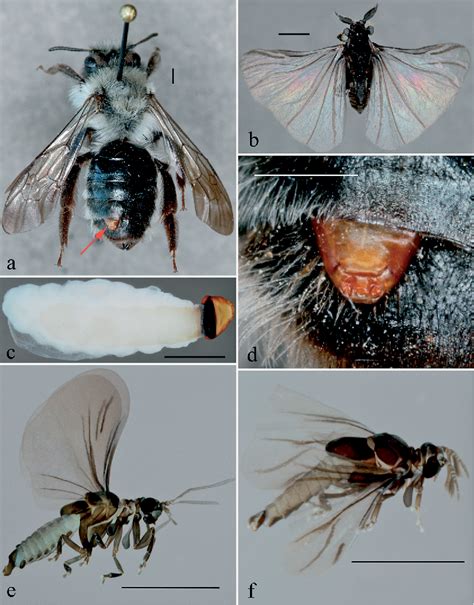 Figure 1 From Strepsiptera Species In Estonia Semantic Scholar