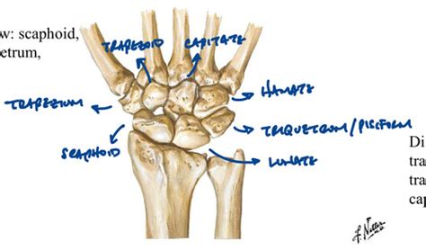 Wrist Kines Flashcards Quizlet