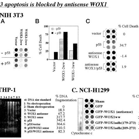 P Mediated Apoptosis Is Blocked By Antisense Wox A Shown In Panel