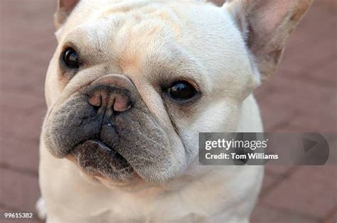 Wishbone Dog Photos and Premium High Res Pictures - Getty Images