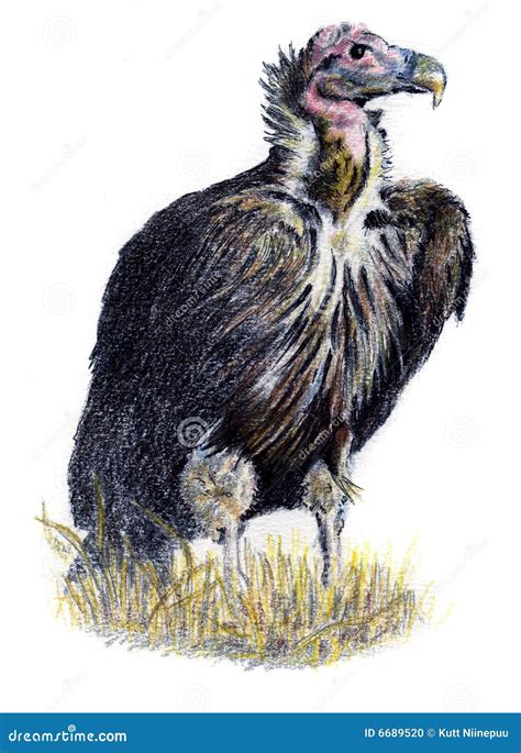 Vulture Drawing Stock Photo Image 6689520