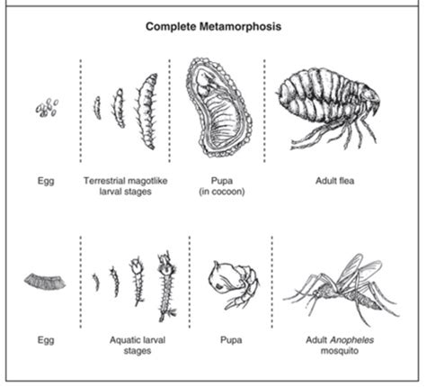 Parasitology Exam Flashcards Quizlet