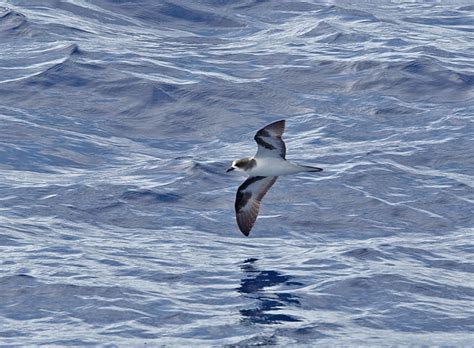 Bonin Petrel Bird Photo Call And Song Pterodroma Hypoleuca Oestrelata