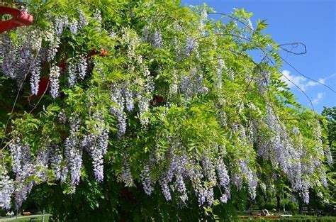 Glicynia Chi Ska S Odlin Wisteria Uprawa Piel Gnacja I Przycinanie