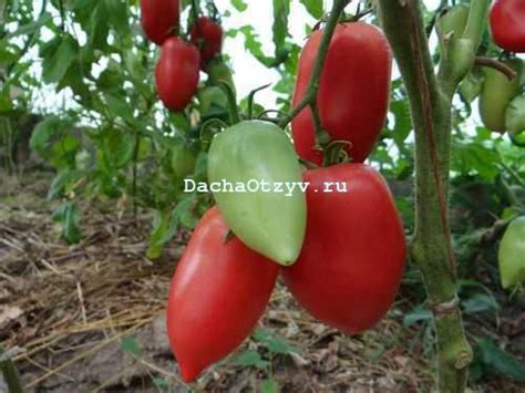 Томат Новый Кенигсберг - отзывы о сорте от садоводов, описание, фото