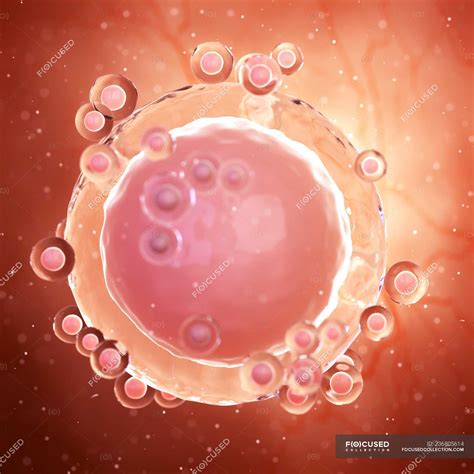 Real Human Egg Cell