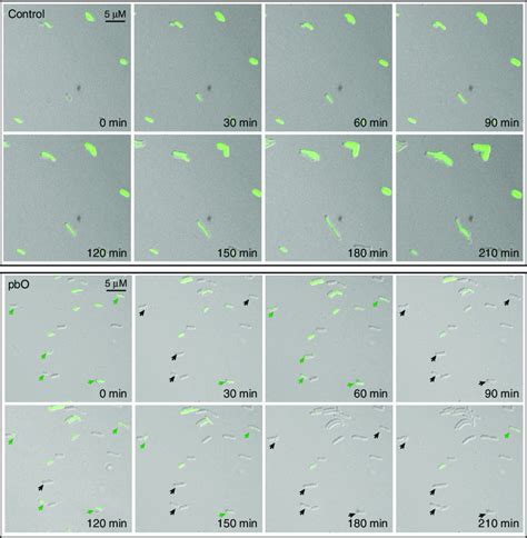 The Single Cell Fluorescence Microscopy Of The Control And Pbo System