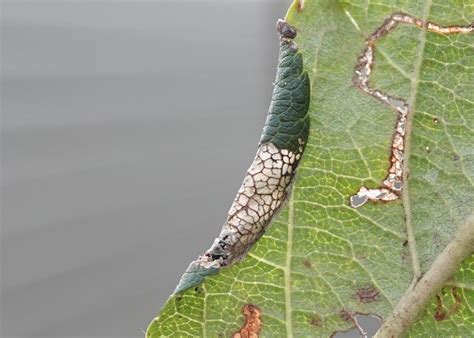 Callisto Denticulella Suffolk Micro Moths The Micro Moths Of Suffolk