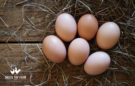 Barred Rock Chicken Eggs