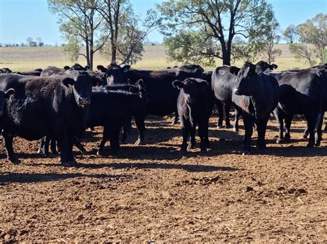Farmers are debating the current Willoughby sheep sales trends 3