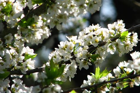 Free photo "White fruit-tree blossoms 2"