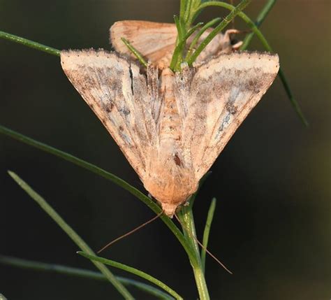 Minnesota Seasons - corn earworm moth