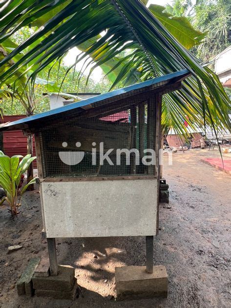 Bird Cage For Sale In Jaffna City Ikman