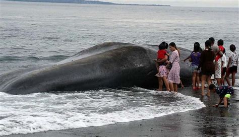 Nusabali Warga Dihebohkan Paus Terdampar Di Pantai