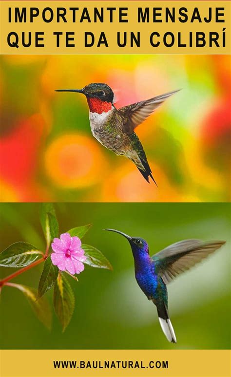 Si ves un colibrí da gracias porque él está tratando de darte 1 de