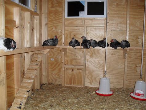 Chicken Coop Roosting Bars