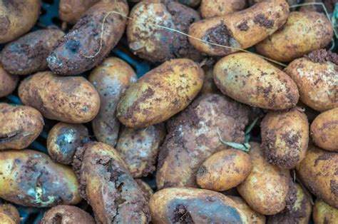 Soil Borne Fungi Threaten The Potato Gmo Has An Answer