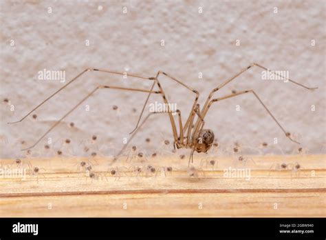 Adult Female Short Bodied Cellar Spider Of The Species Physocyclus