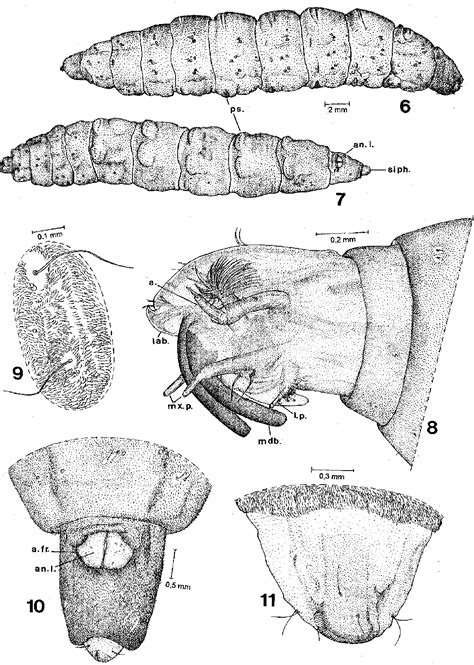 Tabanidae Larvae