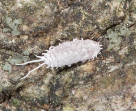 Mealybug? - BugGuide.Net