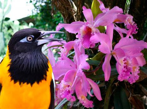 Venezuela Celebra Día Del Turpial Y La Orquídea Como Símbolos Naturales