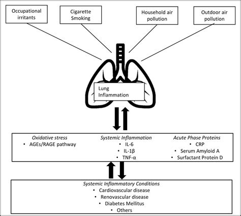 Rapid Decline In Lung Function In Healthy Adults Predicts Incident Excess Urinary Albumin