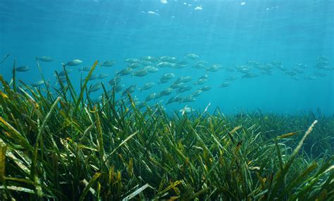 Posidonia Rigenerare Le Praterie Di Posidonia Oceanica Nel Mar