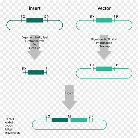 Spin Column Dna Extraction Sticky And Blunt Ends The Polymerase Chain ...