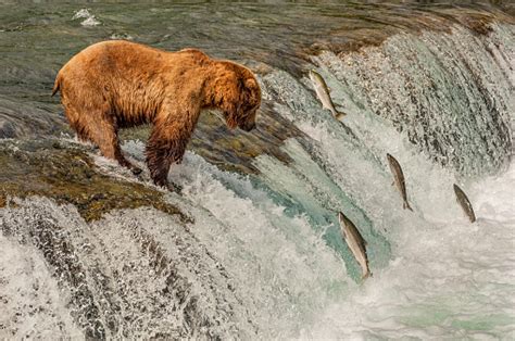 Waterfall Katmai National Park Brown Bear Images Pictures In  Hd