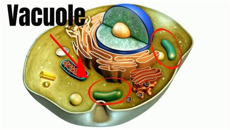 واکوئل و عملکرد آن در سلول گیاهی + ساختمان واکوئل | دی مگ - واکوئل و ...