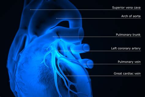 How The Main Pulmonary Artery Delivers Blood To The Lungs