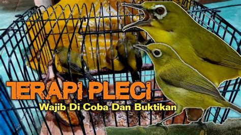 Pancingan Dan Terapi Pleci Ombyokan Menambah Birahi Dan Menaikan