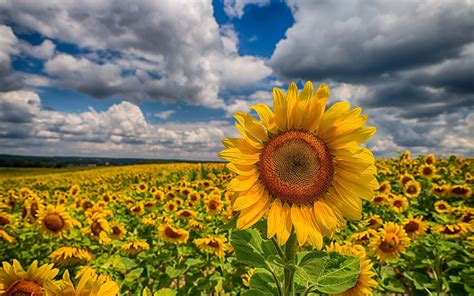 Download Yellow Flower Cloud Field Flower Nature Sunflower Hd Wallpaper