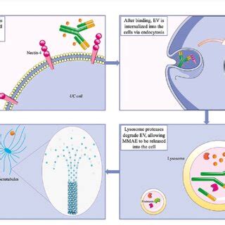 Mechanism of action of enfortumab vedotin (EV). (A) EV is an ...