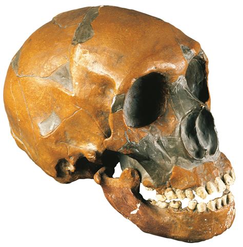 Homo Neanderthalensis Skull Forbes Quarry Gibraltar Bone Clones Inc