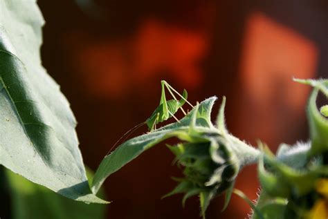 Natur Grashüpfer Sommer Kostenloses Foto auf Pixabay Pixabay