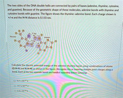 Solved The Two Sides Of The Dna Double Helix Are Connected By Pairs Of