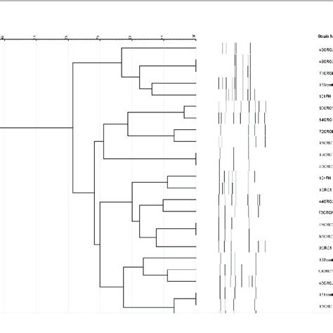 Dendrogram Showing The Genetic Relatedness Of The 24 Download