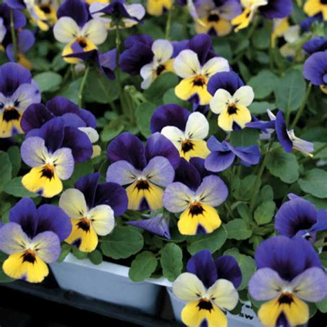 Trailing Johnny Jump Up Viola Seeds Ws Weseeds