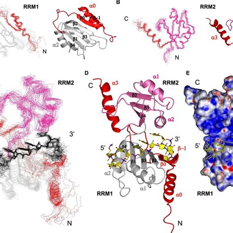 Solution Structures Of DND1s Tandem RRMs Bound To CUUAUUUG RNA AC