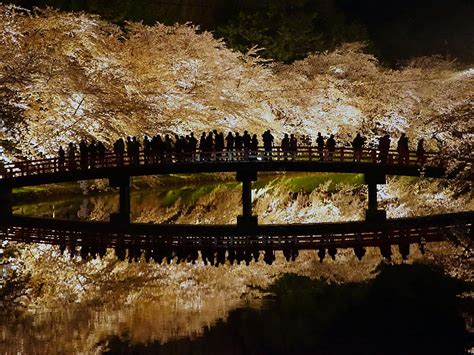 【青森】弘前公園の桜、今年もネットで話題に「世界よ、これが弘前の桜だ」