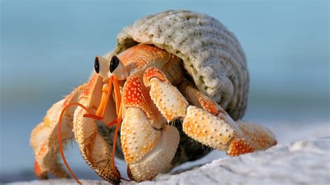 Hermit Crab