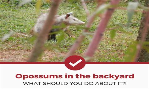 How To Get Rid Of Possums