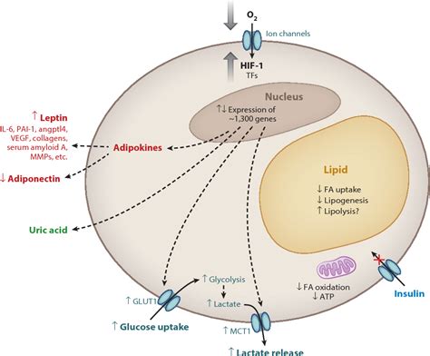 Figure 5 From Hypoxia And Adipocyte Physiology Implications For