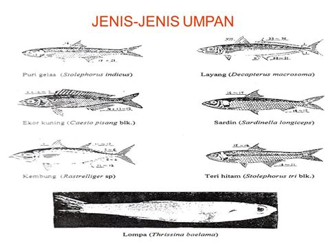 Teknik Penangkapan Ikan Dengan Huhate Pole And Line Oleh Muhidin